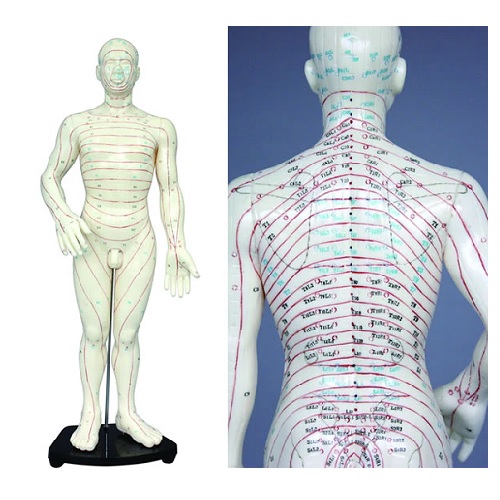 長田式デルマトーム人形