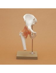 股関節機能模型