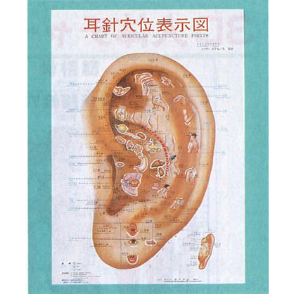 耳介図カラー図鑑
