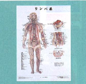 リンパ系　パネルなし